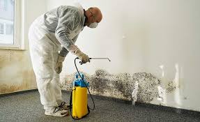 Best Black Mold Removal  in USA